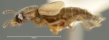 Media type: image;   Entomology 6552 Aspect: habitus lateral view
